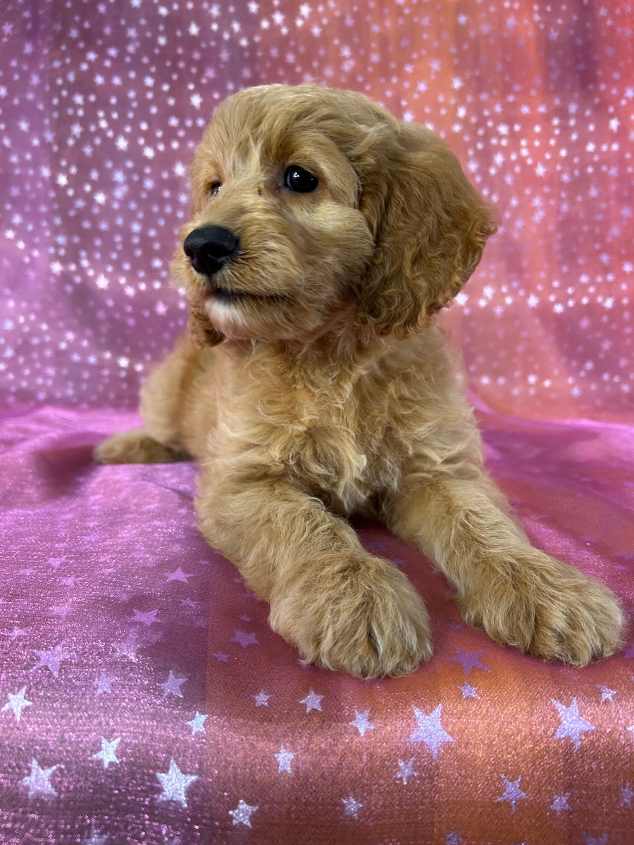 Female Cockapoo Puppy for Sale DOB 6-3-2026 $950